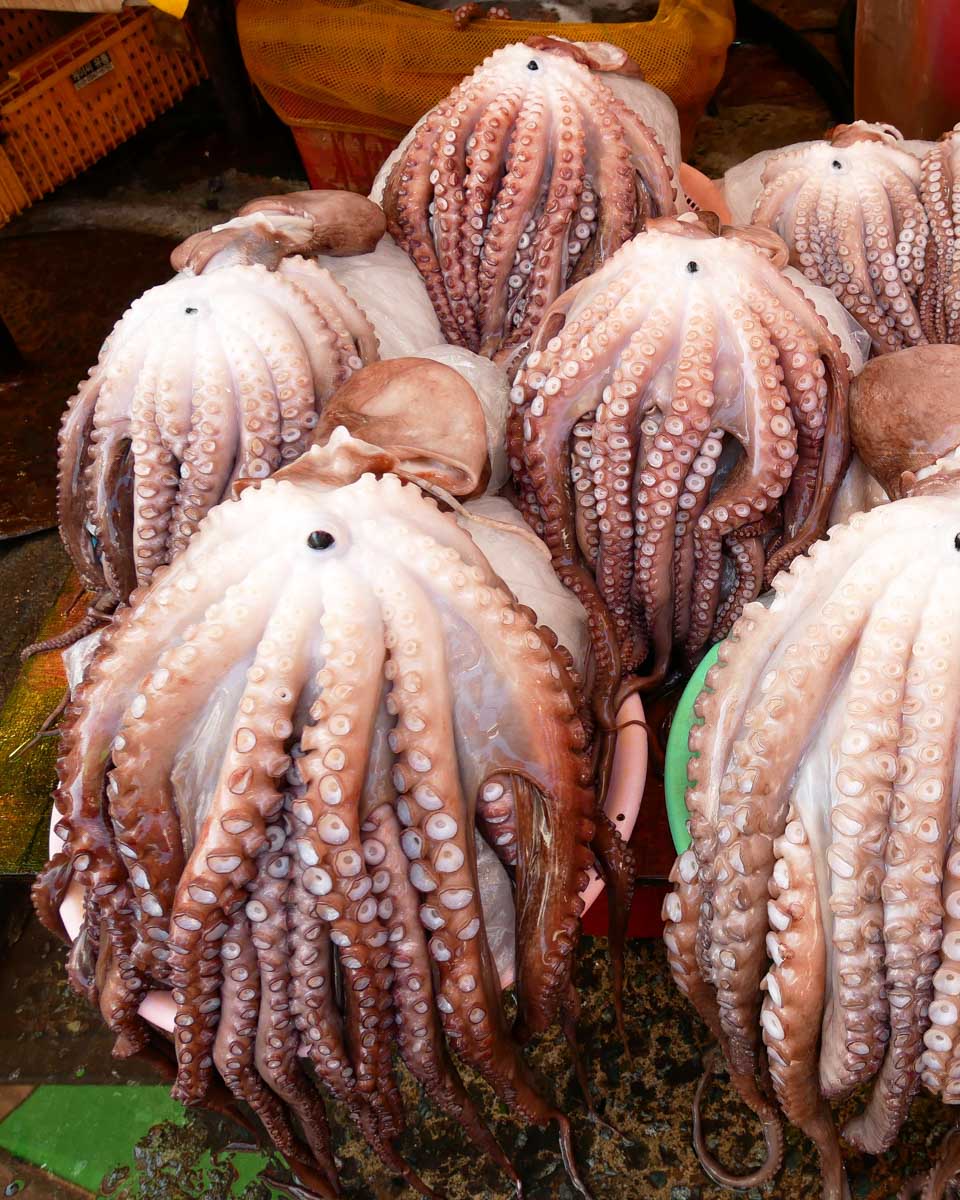 Octopus at Jagalchi market in Busan South Korea