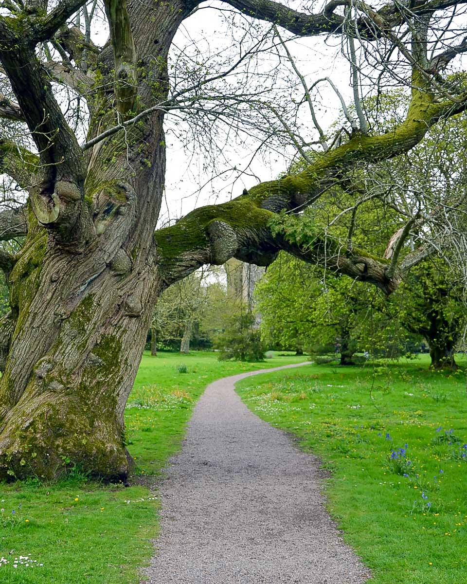 Old tree and road to the Blarney Castle seen from Cork Ireland