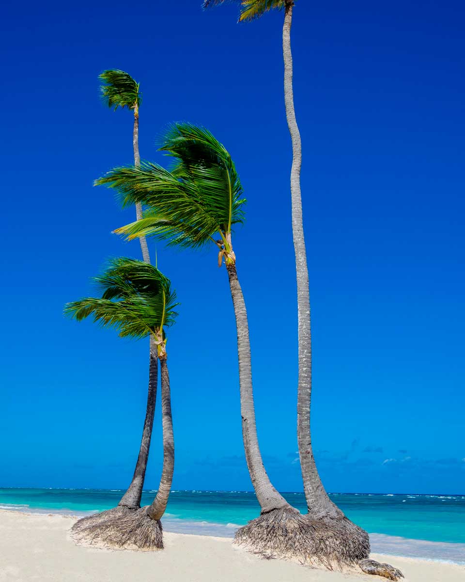 Palm trees seen on a day tour from Turks and Caicos