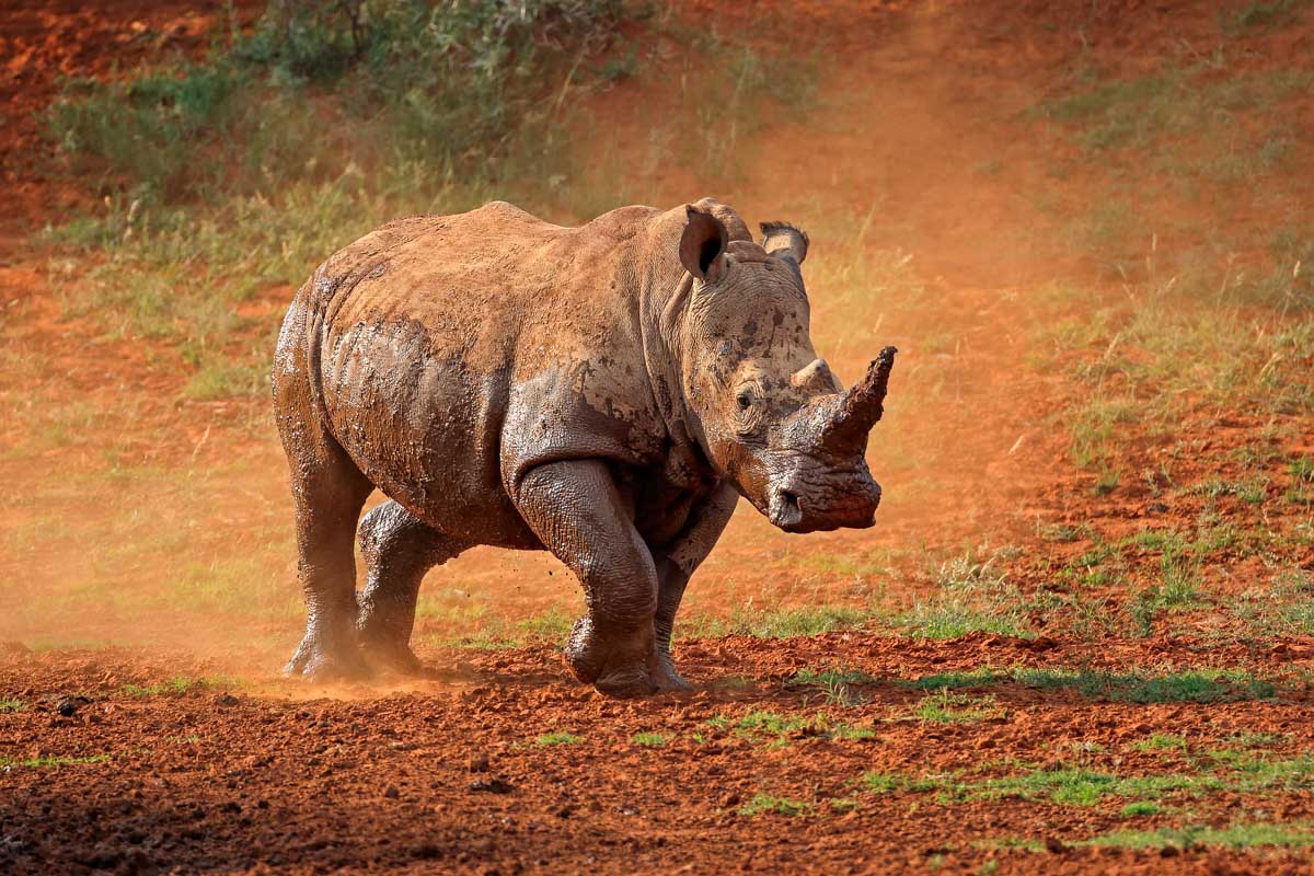 Rino seen on a tour from Cape Town South Africa