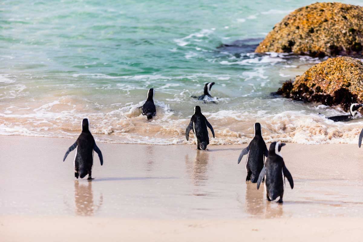 Simon’s Town penguins seen on a tour from Cape Town South Africa