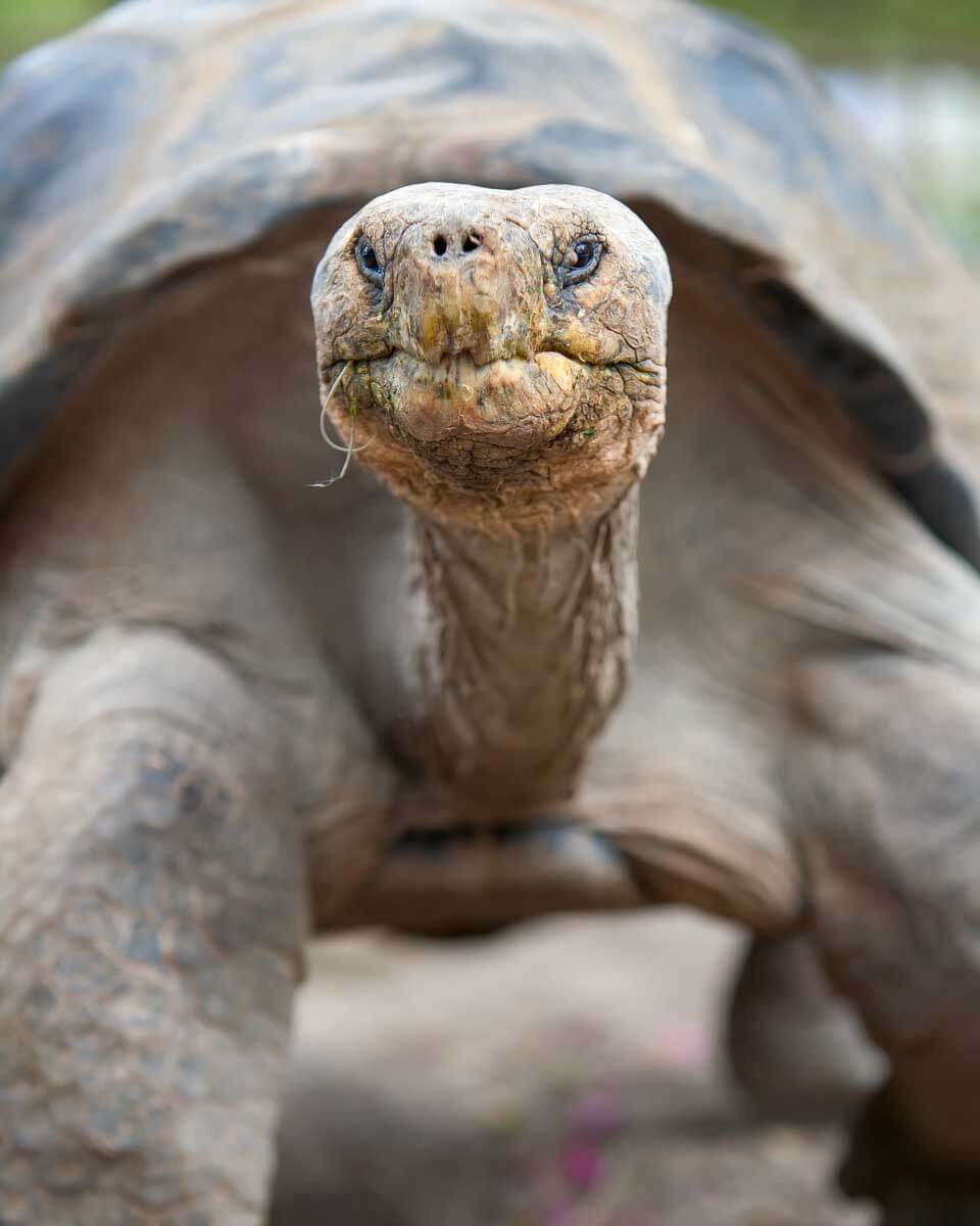 A Galapagos Tortoise seen on Isabela Island on a tour of the Galapagos Islands