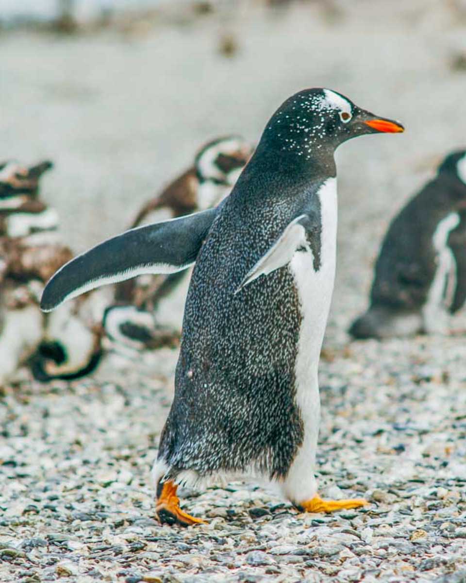 A-penguin-walks-on-Martillo-Island-on-a-tour-from-Ushuaia-Argentina