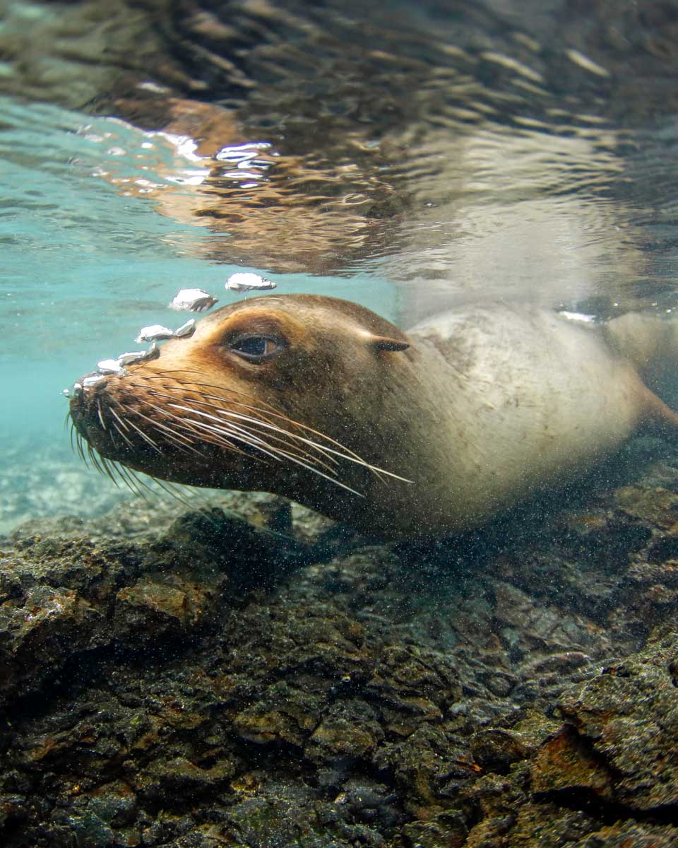 A sea lion seen on a tour of the Galapagos Islands in Ecuador