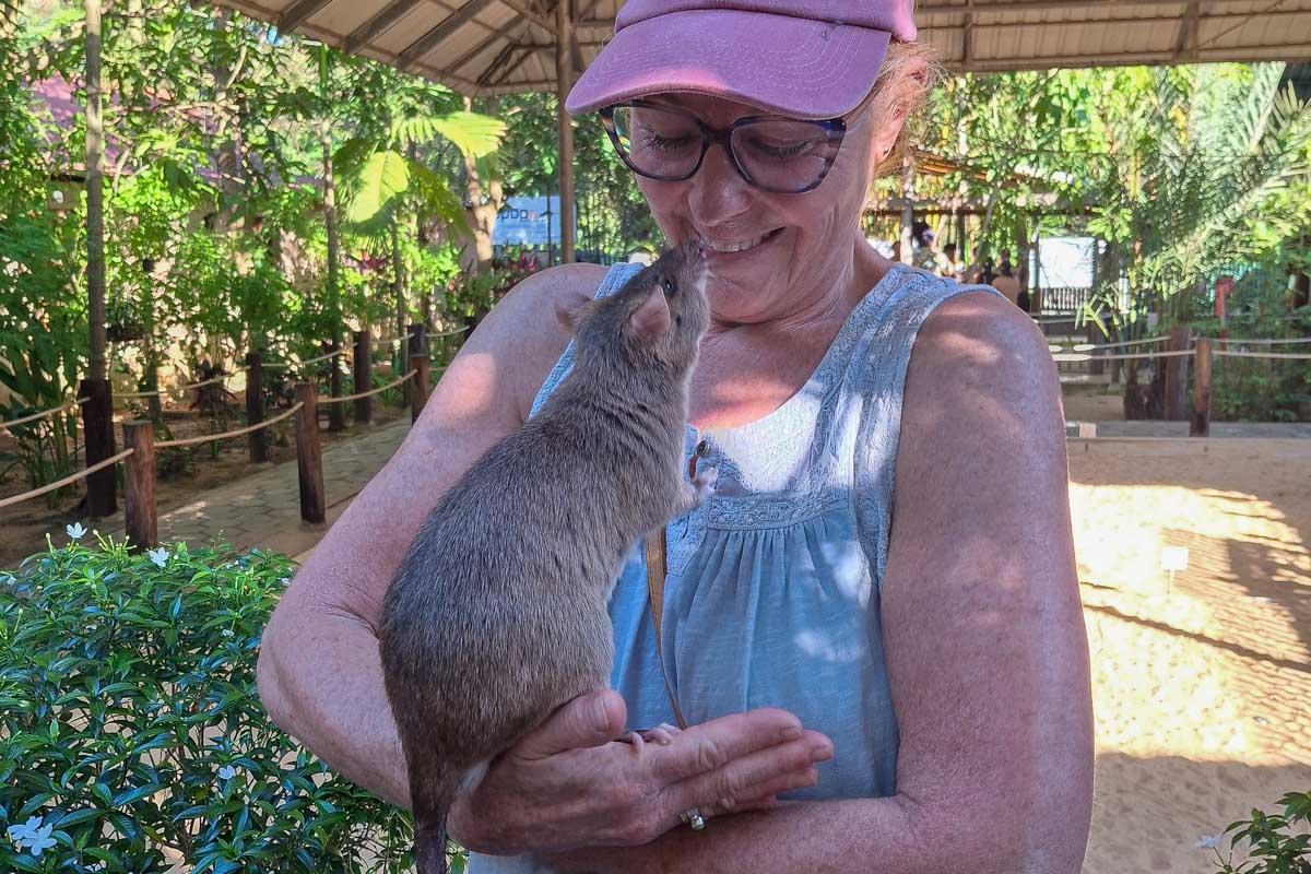 A woman holds a hero rat in Siem Reap Cambodia