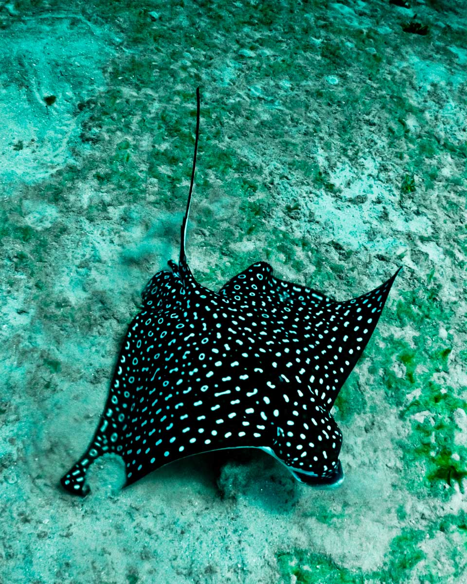 An Eagle Ray seen on a tour of Isla Pinzón in Galapagos Ecuador