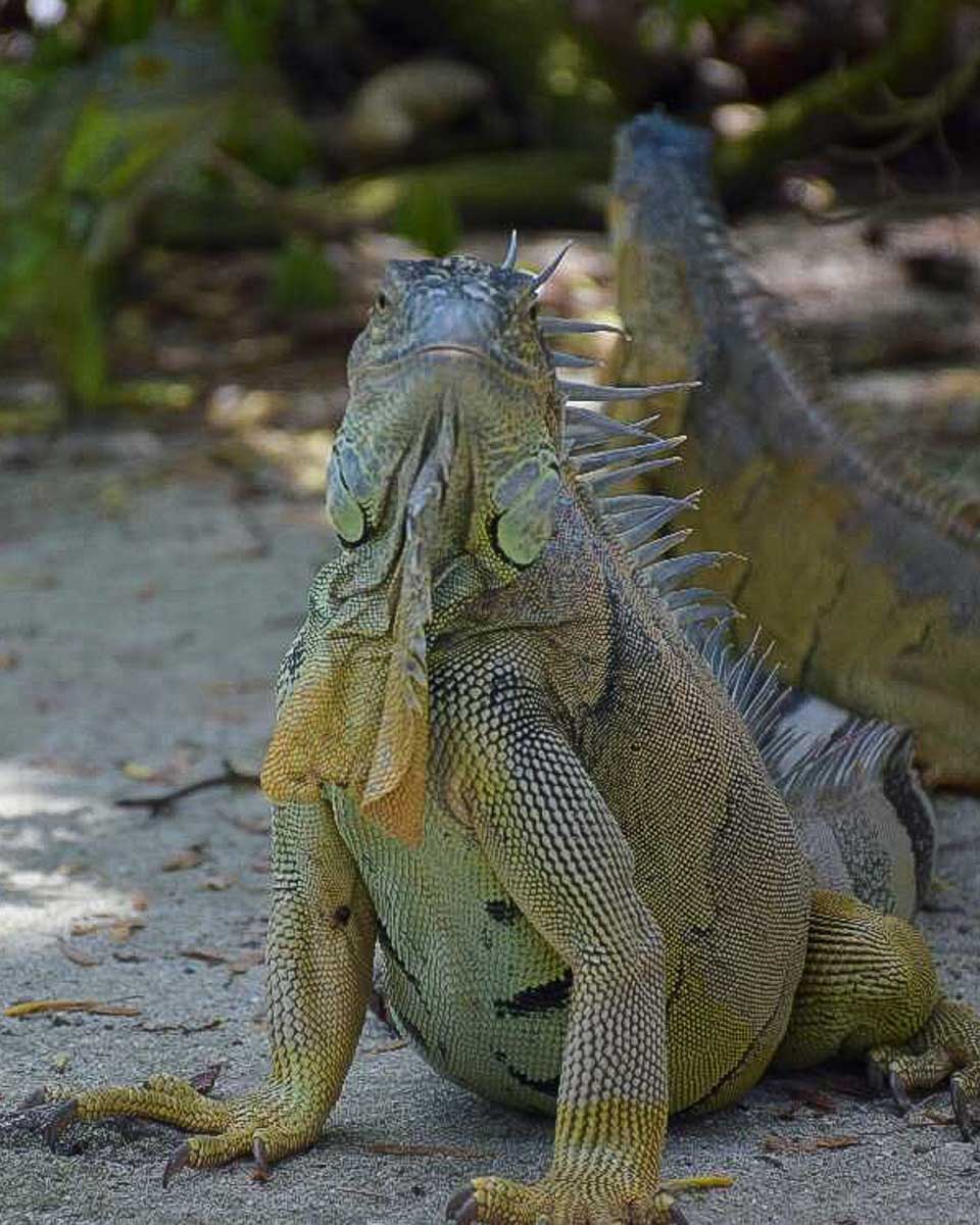 An-iguana-seen-on San Cristobal Island on a tour of the Galapagos Islands Ecuador