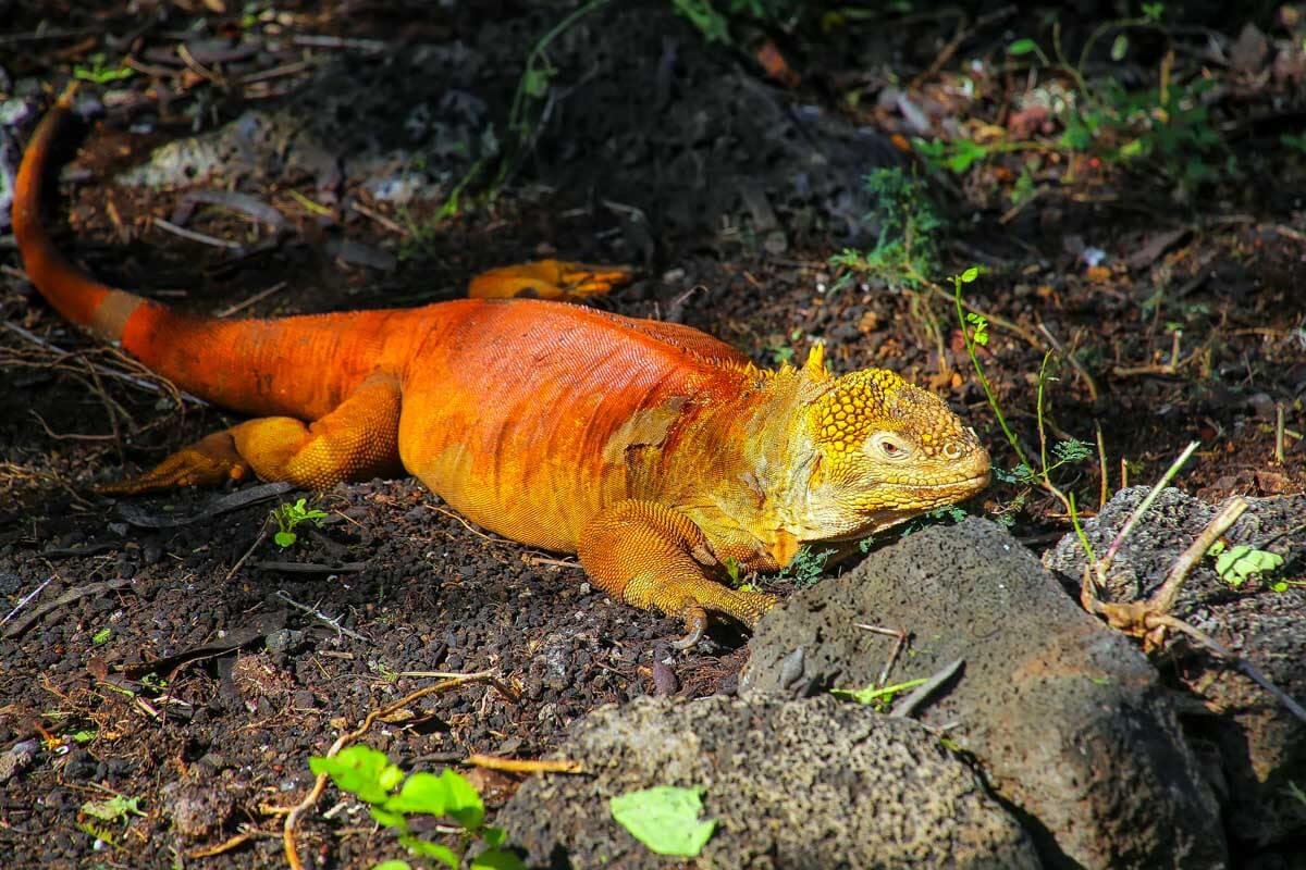 Land iguana at Charles Darwin Research Station Galapagos Islands Ecuador