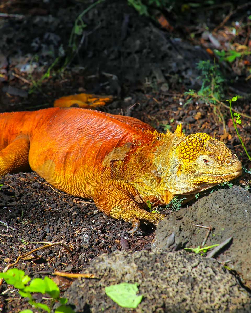 Land iguana at Charles Darwin Research Station on Santa Cruz Galapagos Ecuador