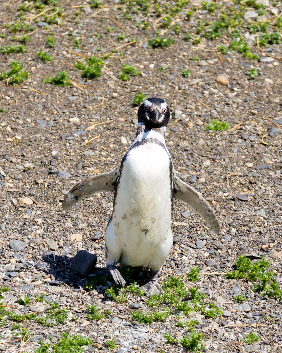 Magellanic penguin on Martillo island beach, Ushuaia Argentina
