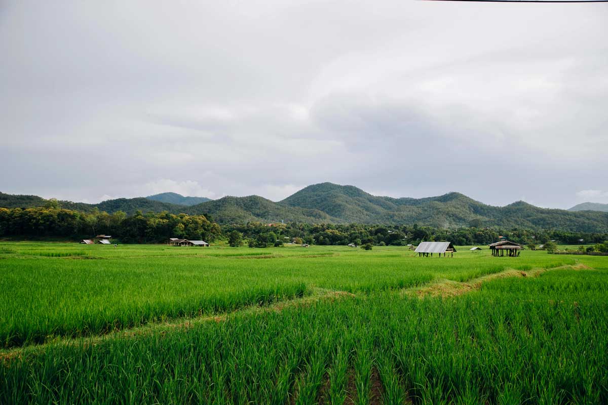 Rice fields at Hanoi, Vietnam seen on a bike tour
