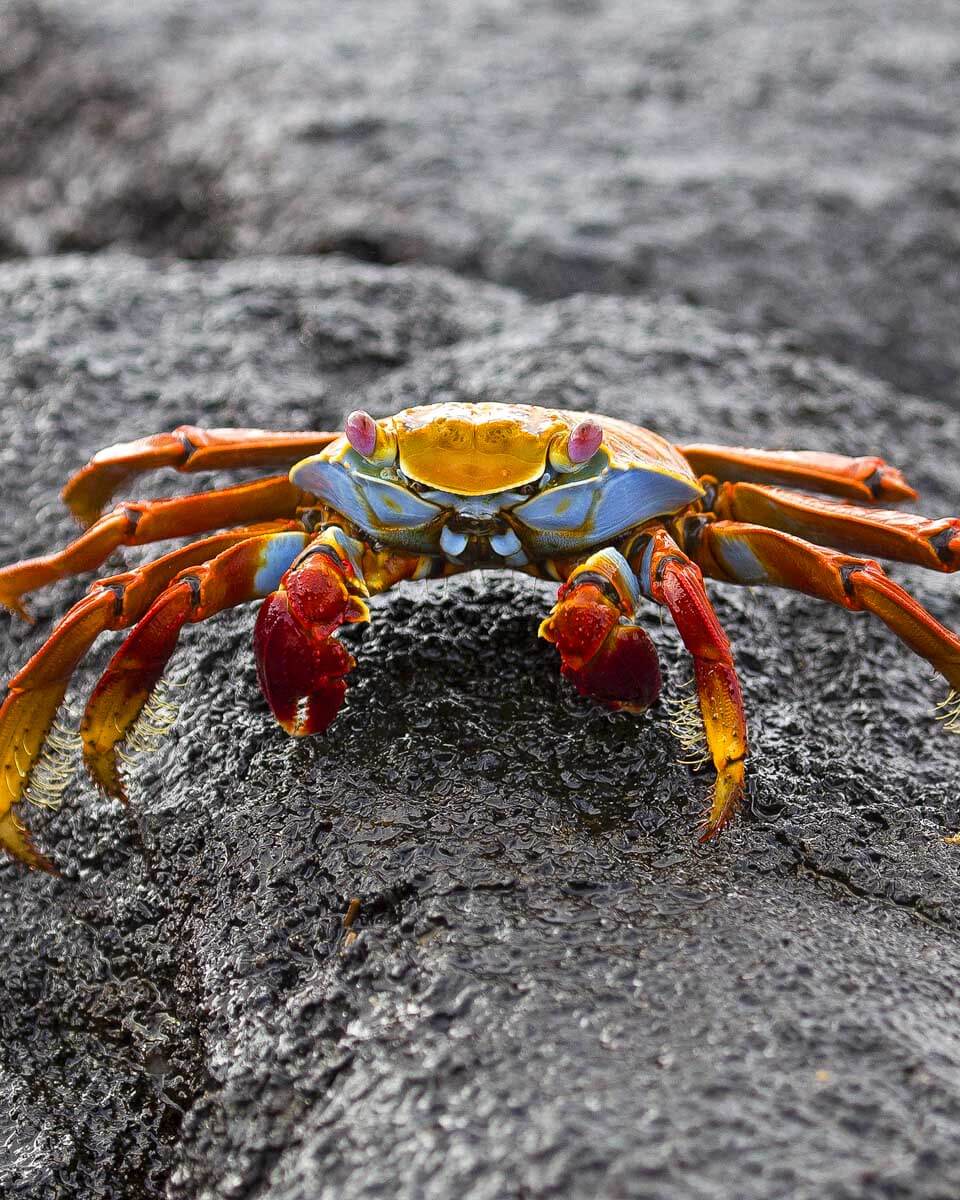 Sally lightfoot crab walking on lava rock, Galapagos islands Ecuador