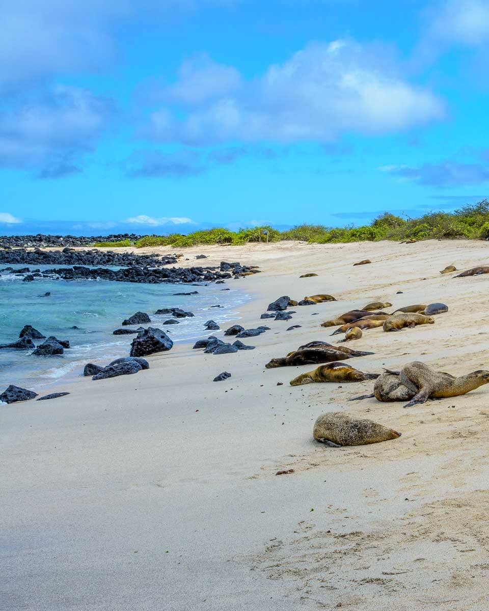 San Cristobal Island Sealions seen on a tour of Glapagos Island Ecuador