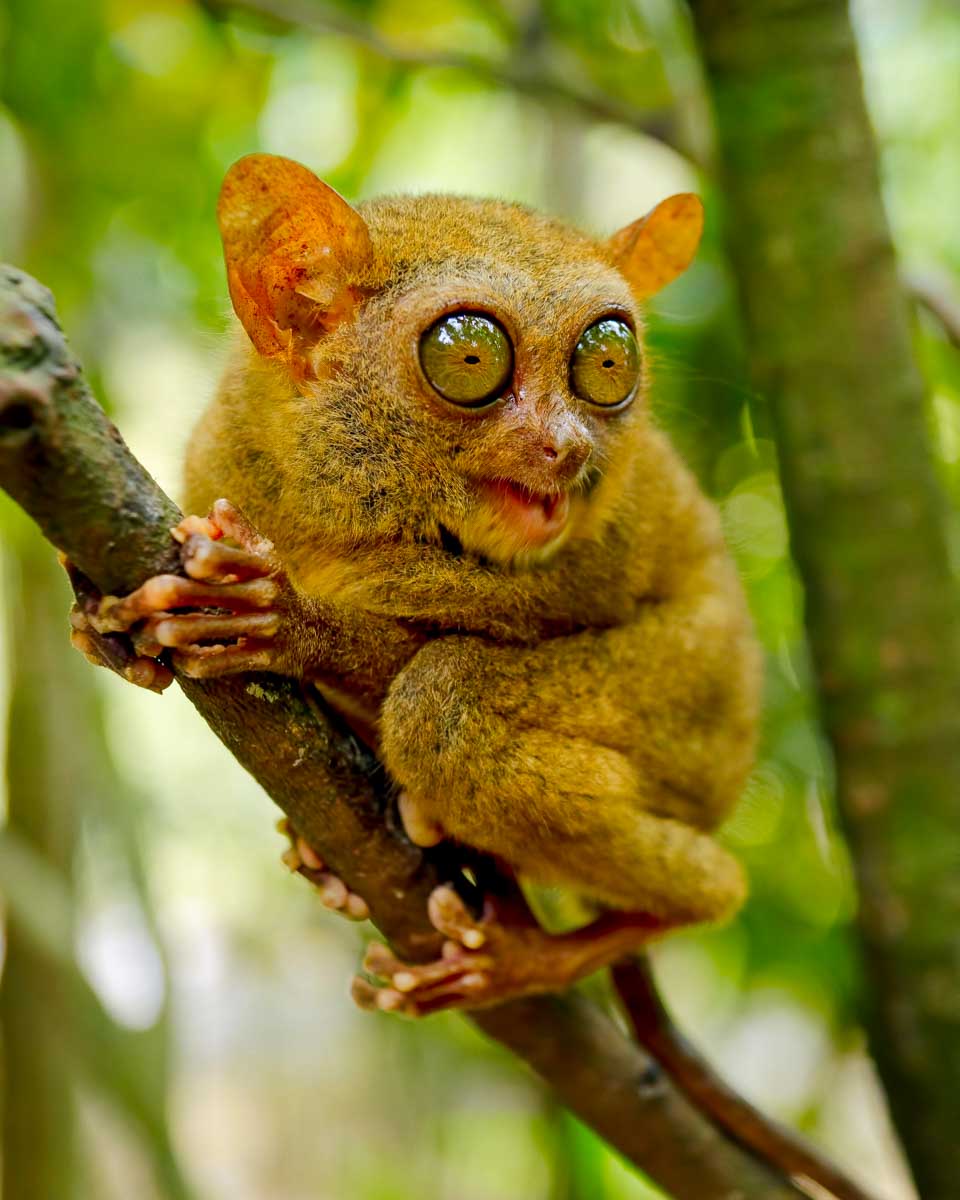 Tarsier Conservation seen on a tour of Bohol Philippines