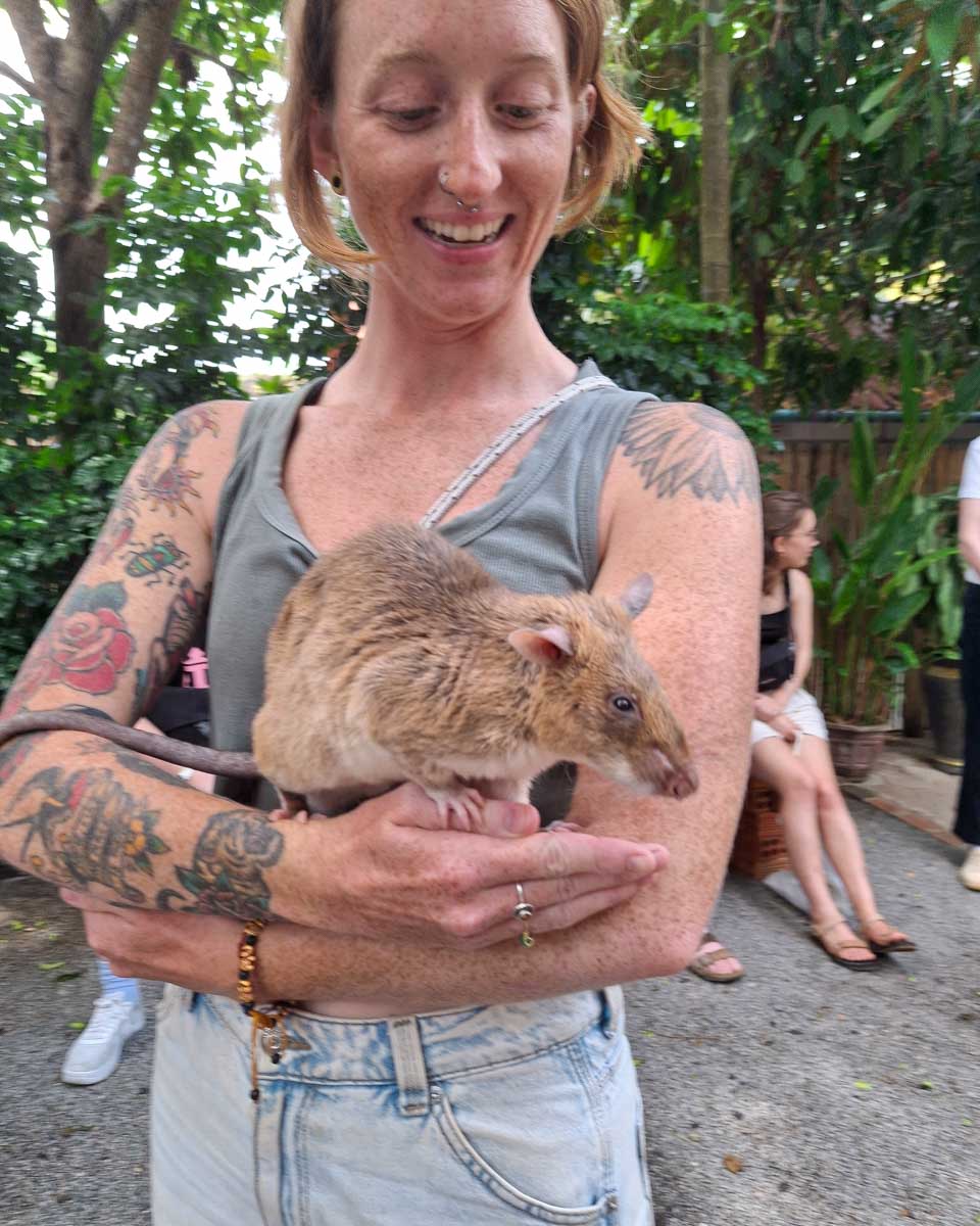 The APOPO Hero Rats in Siem Reap Cambodia (1)