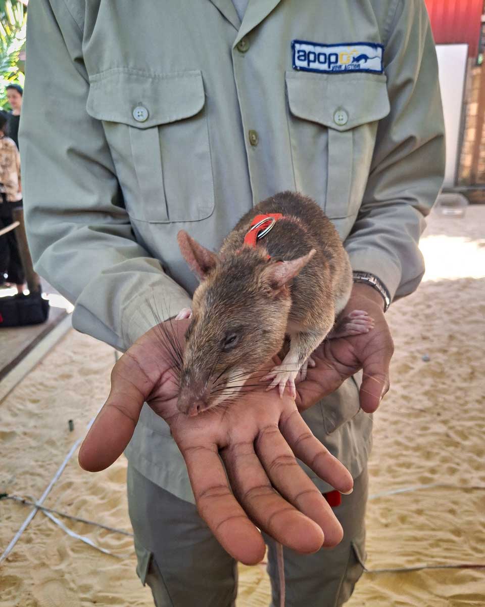 The APOPO Hero Rats in Siem Reap Cambodia (2)