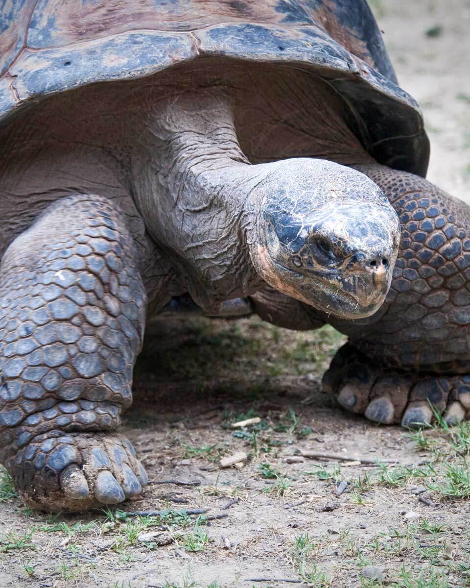 The giant tortoises seen on a Galapagos Island tour in Ecuador