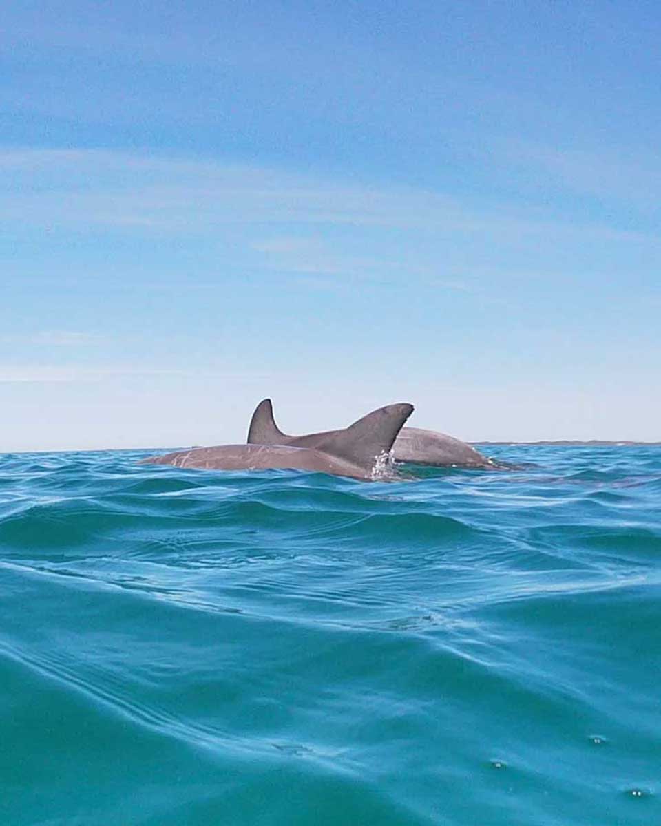 Two-dolphins-swim-int-he-water-in-front-of-us-in-Perth Australia