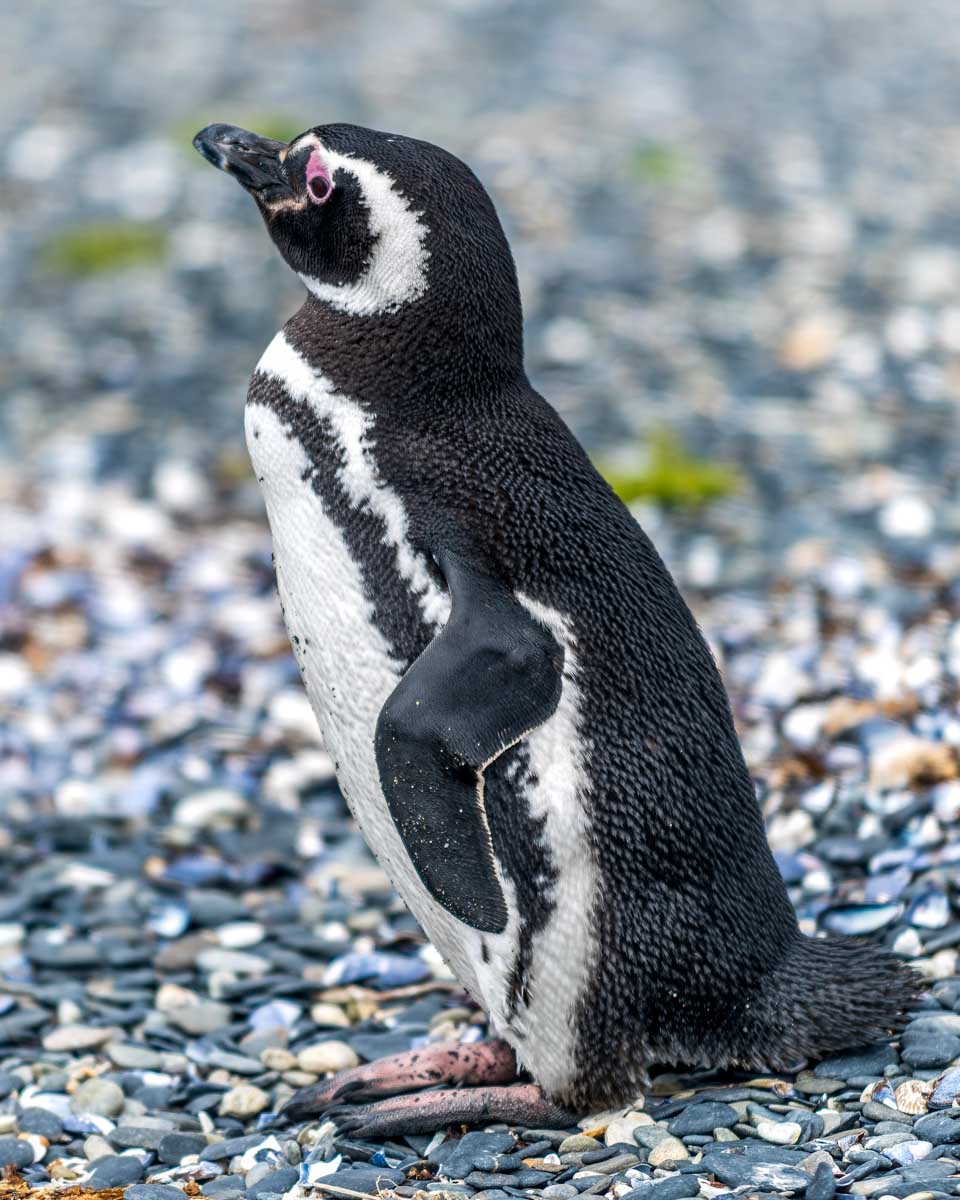 Walking with penguins on a tour from Ushuaia Argentina