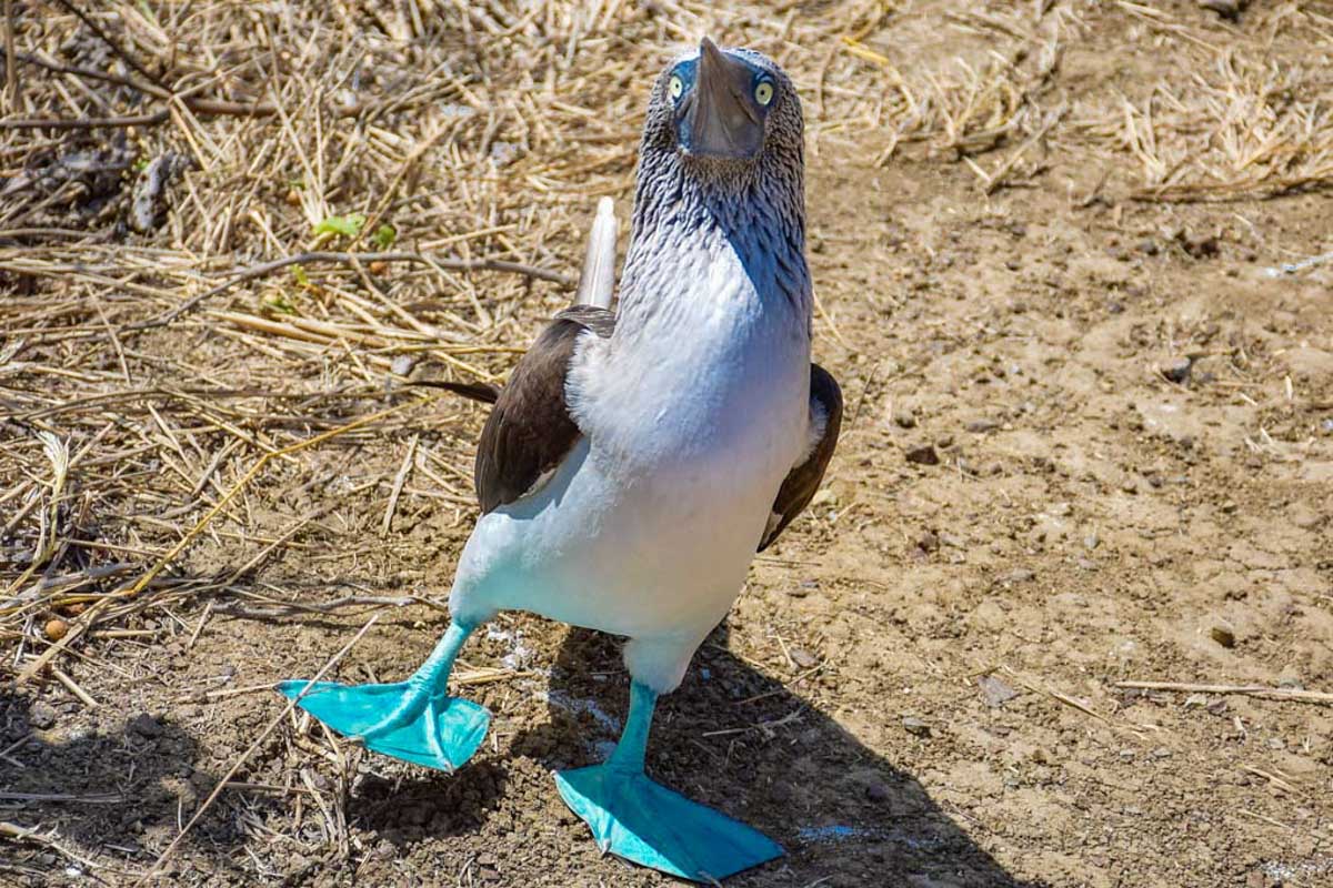 A Blue-footed Booby on Isla de la Plata aka Poor Mans Galapagos in Ecuador