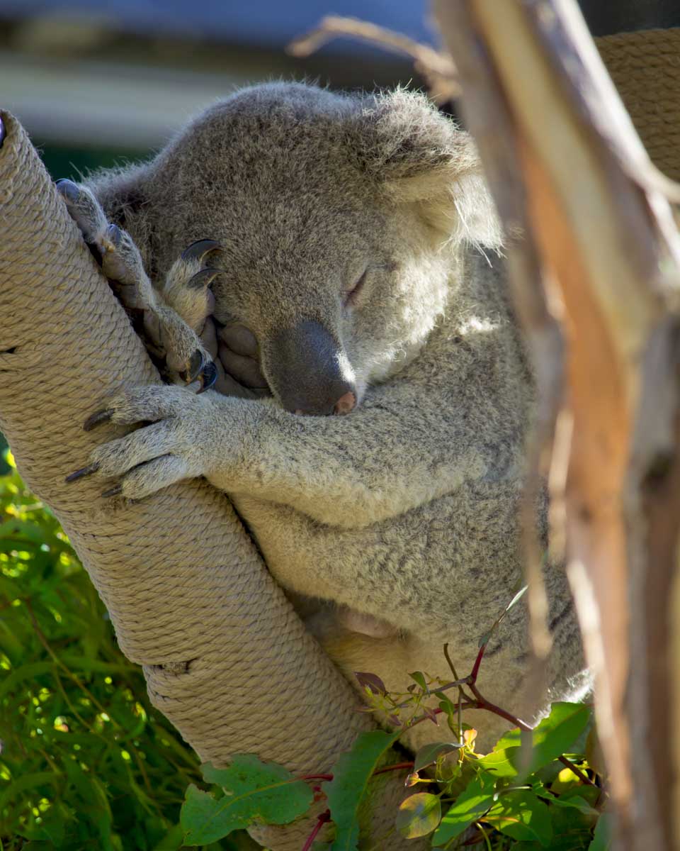 A Koala sleeps at the Lone Pine Koala Sanctuary in Brisbane