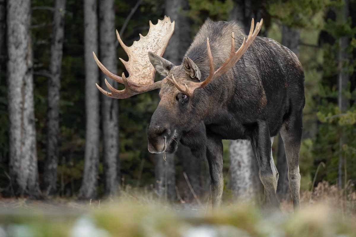 A-moose-walks-through-the-forrest-in-Jasper-National-Park-Canada-as-seen-on-a-wildlife-tour
