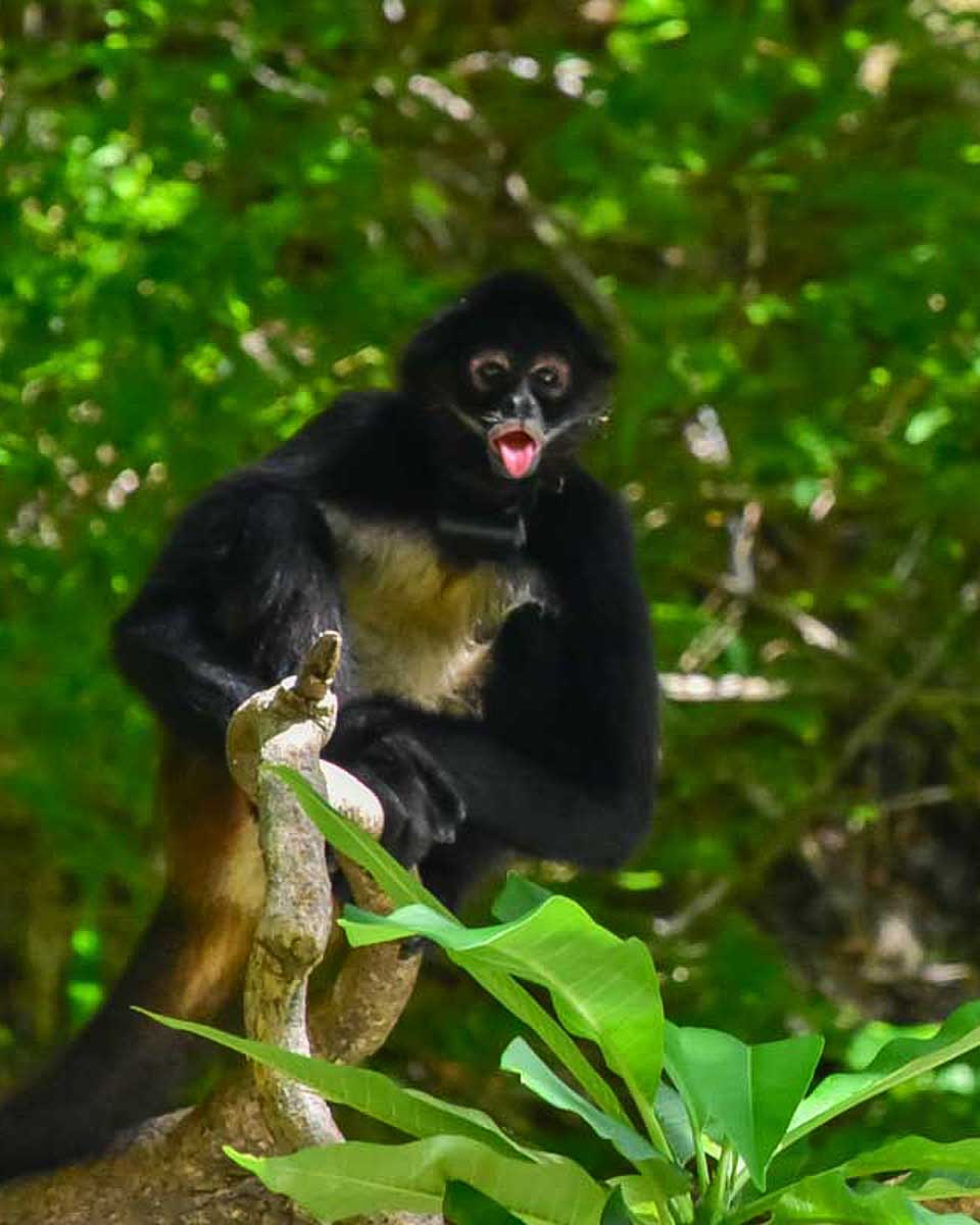 A-spider-monkey-in-Sao-Paulo-Brazil