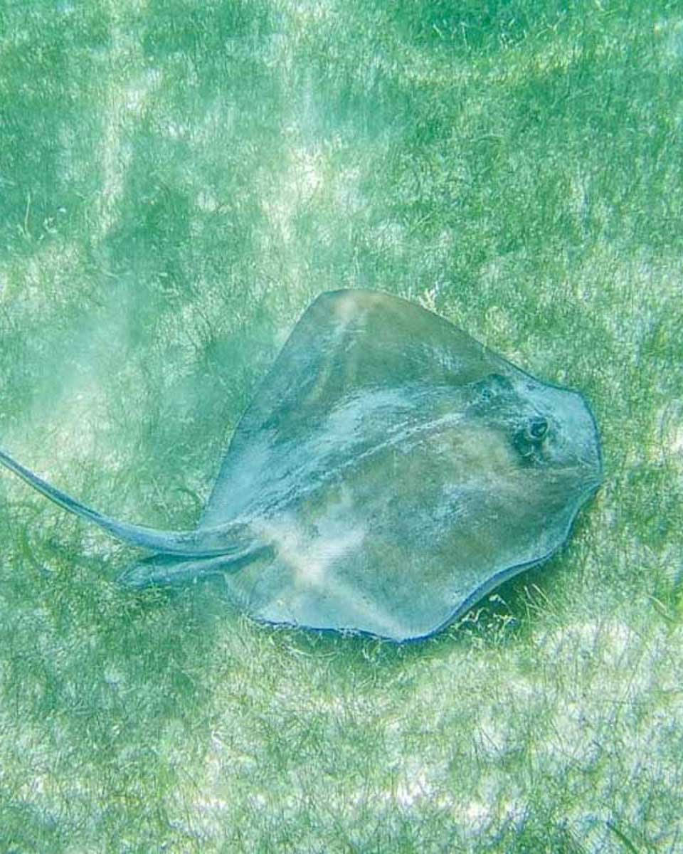 A-sting-ray-seen on a tour of Bora Bora