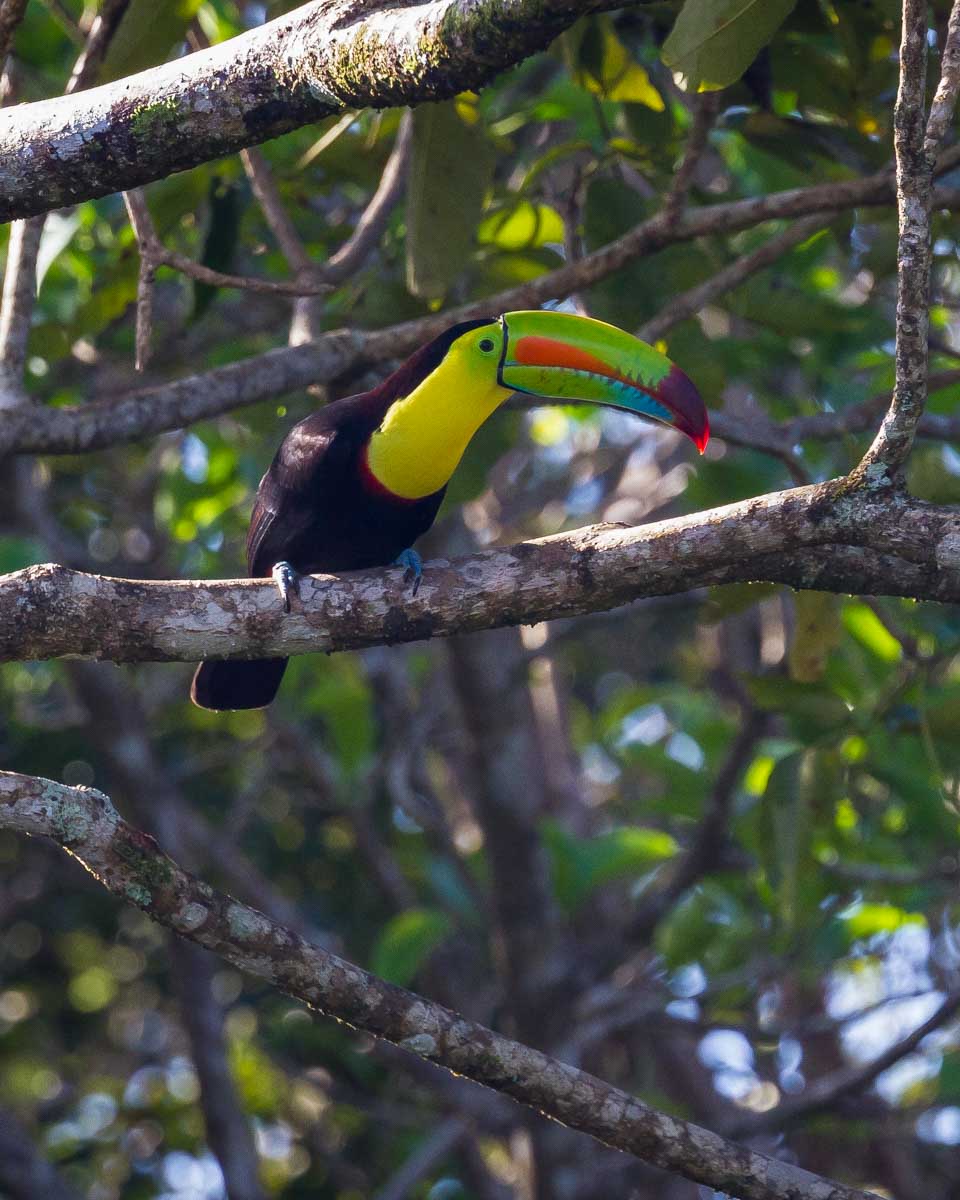 A toucan seen on a tour in Sao Paulo Brazil