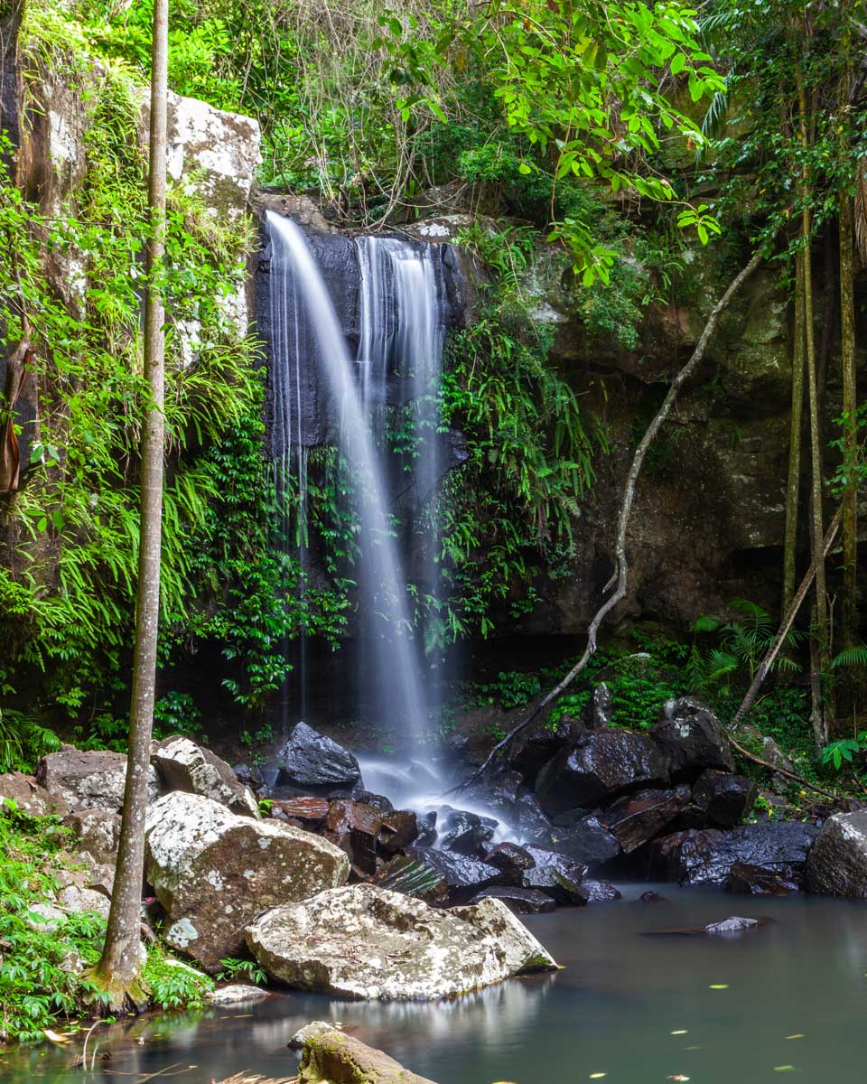 Curtis Falls in Tamborine National Park seen on a tour from Brisbane