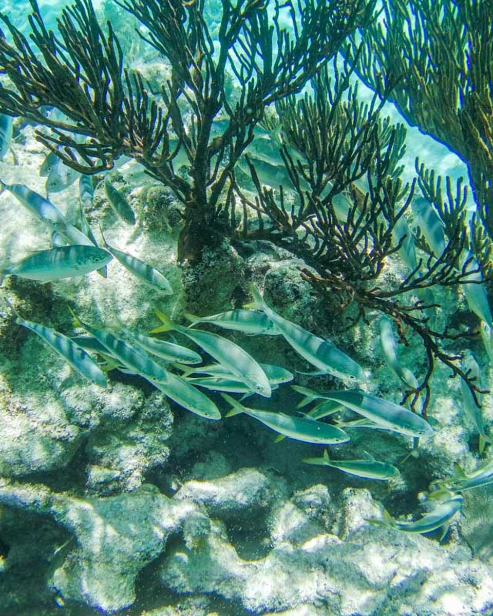 Fish-swim-around-some-corals-in-Martinique