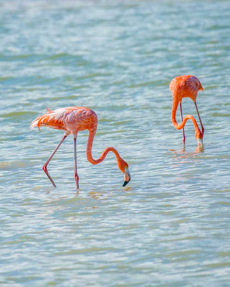 Flamingos seen at Gotto Lake in Bonaire