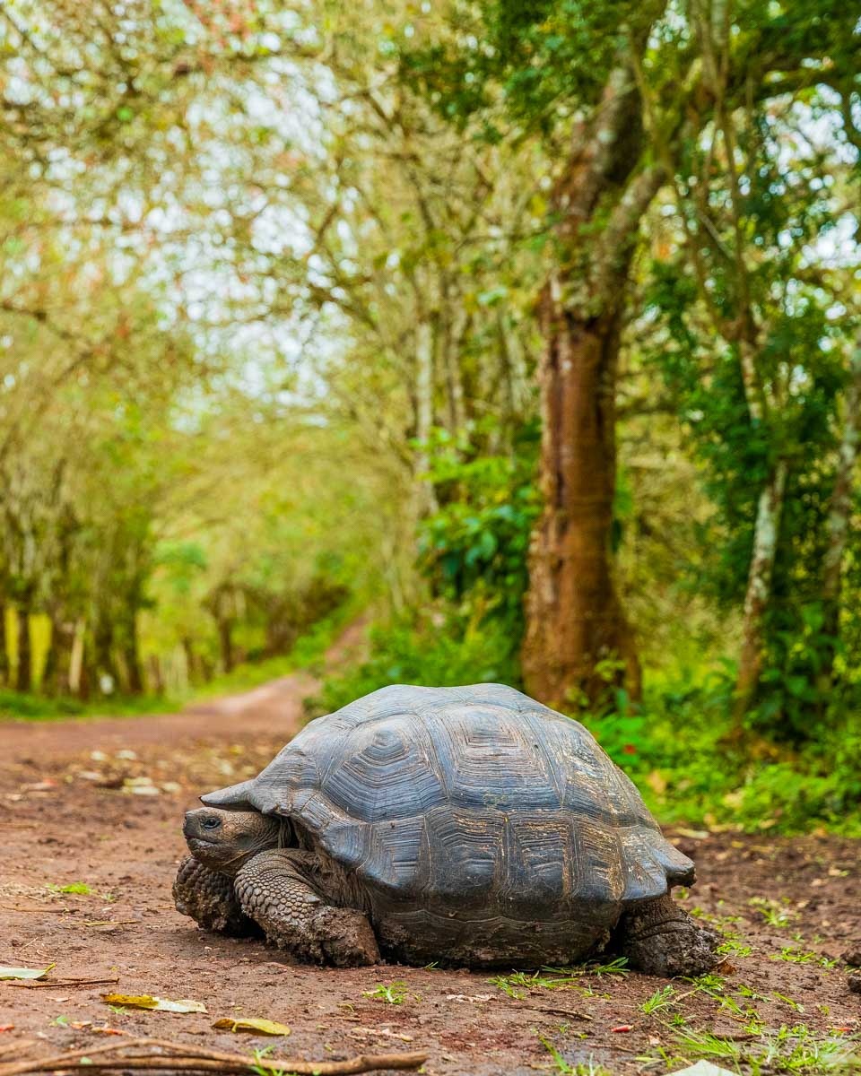 Galapagos Giant Tortoise seen on a bike tour in the Galapagos Islands
