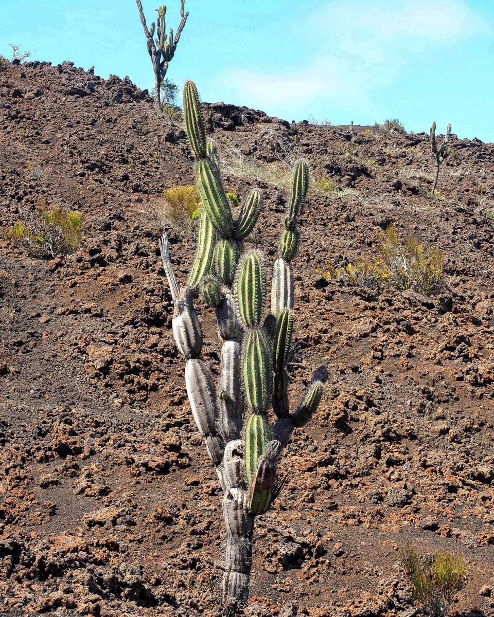 Sierra Negra Volcano seen on a tour from the Galapagos Islands (2)