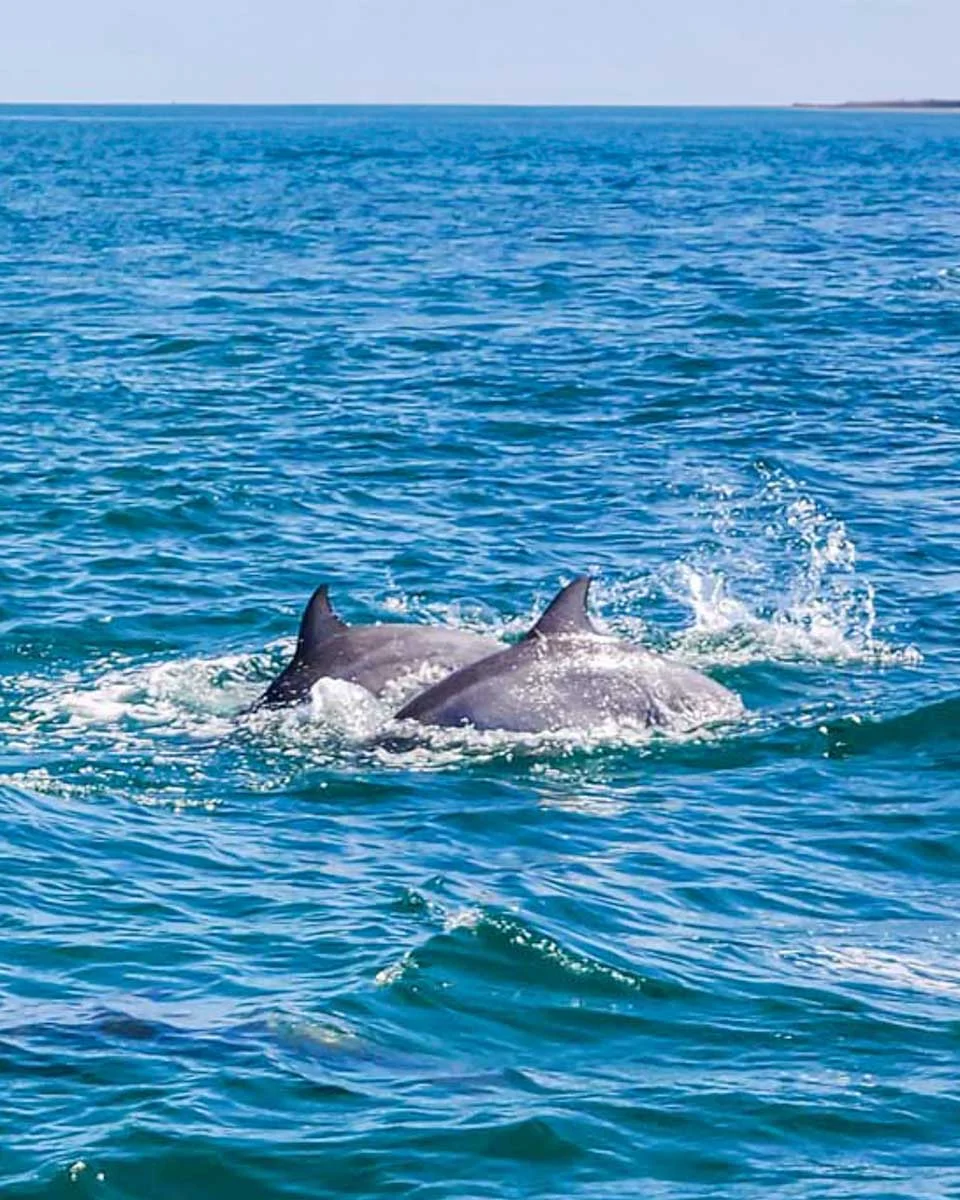 Two dolphins spotted on a boat cruise from Adelaide