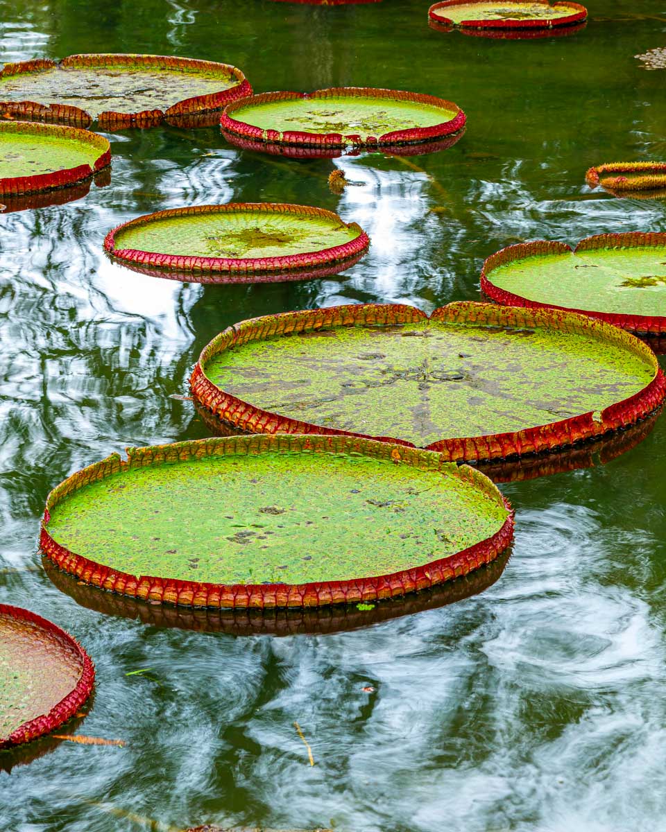 Victoria Regia, Botanical Garden, Rio de Janeiro, Brazil