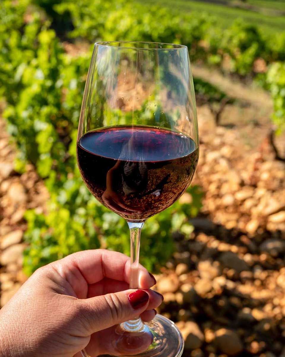 Wine-drank-on-a-tour-from-Pisa Italy