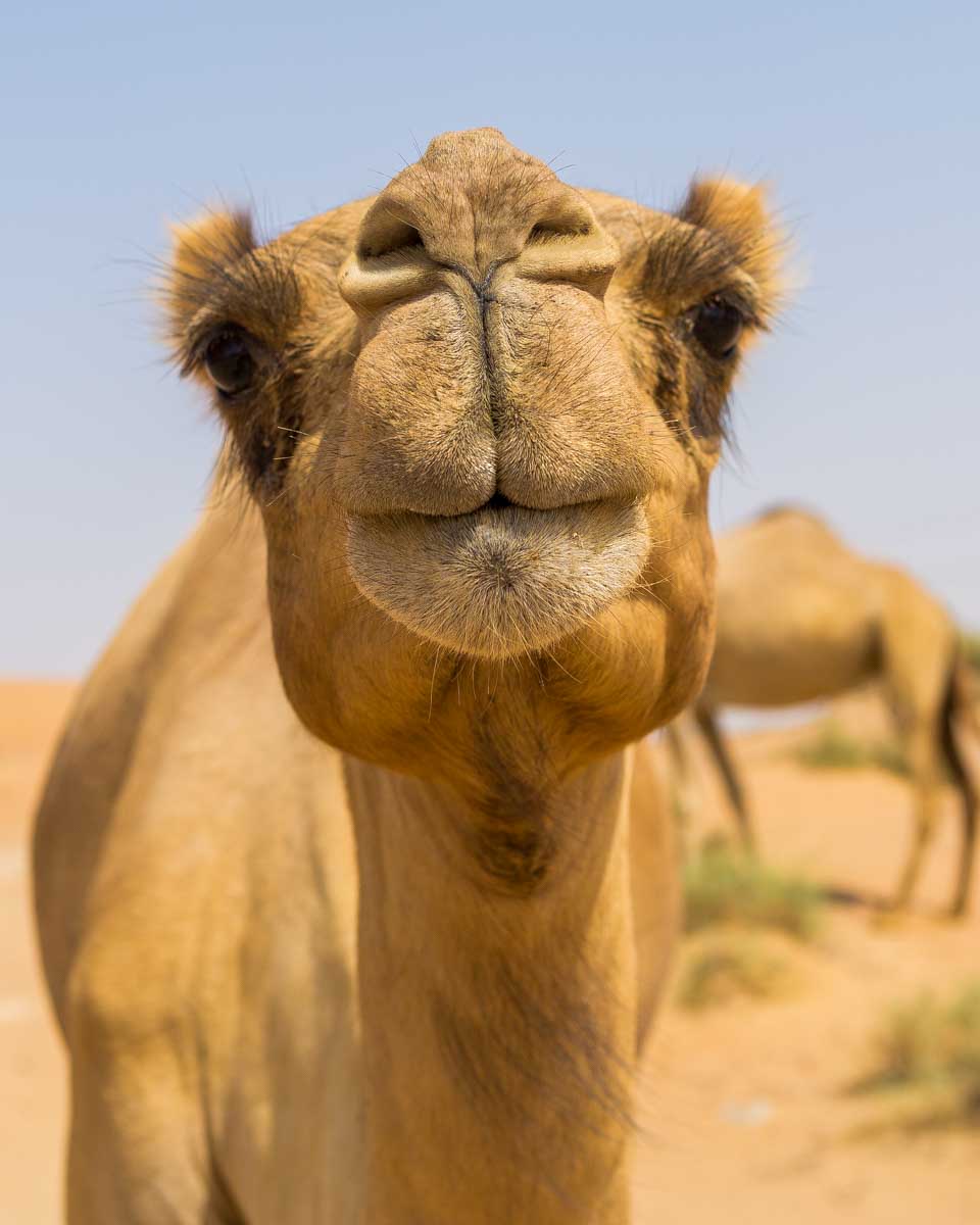 A-camel-in-the-desert-of Marrakech on a tour from Fez Morocco