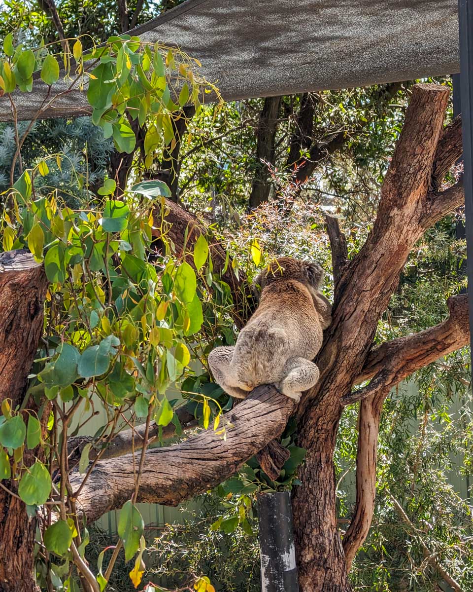A-koala-at-a-reserve-in-Gold Beach Australia