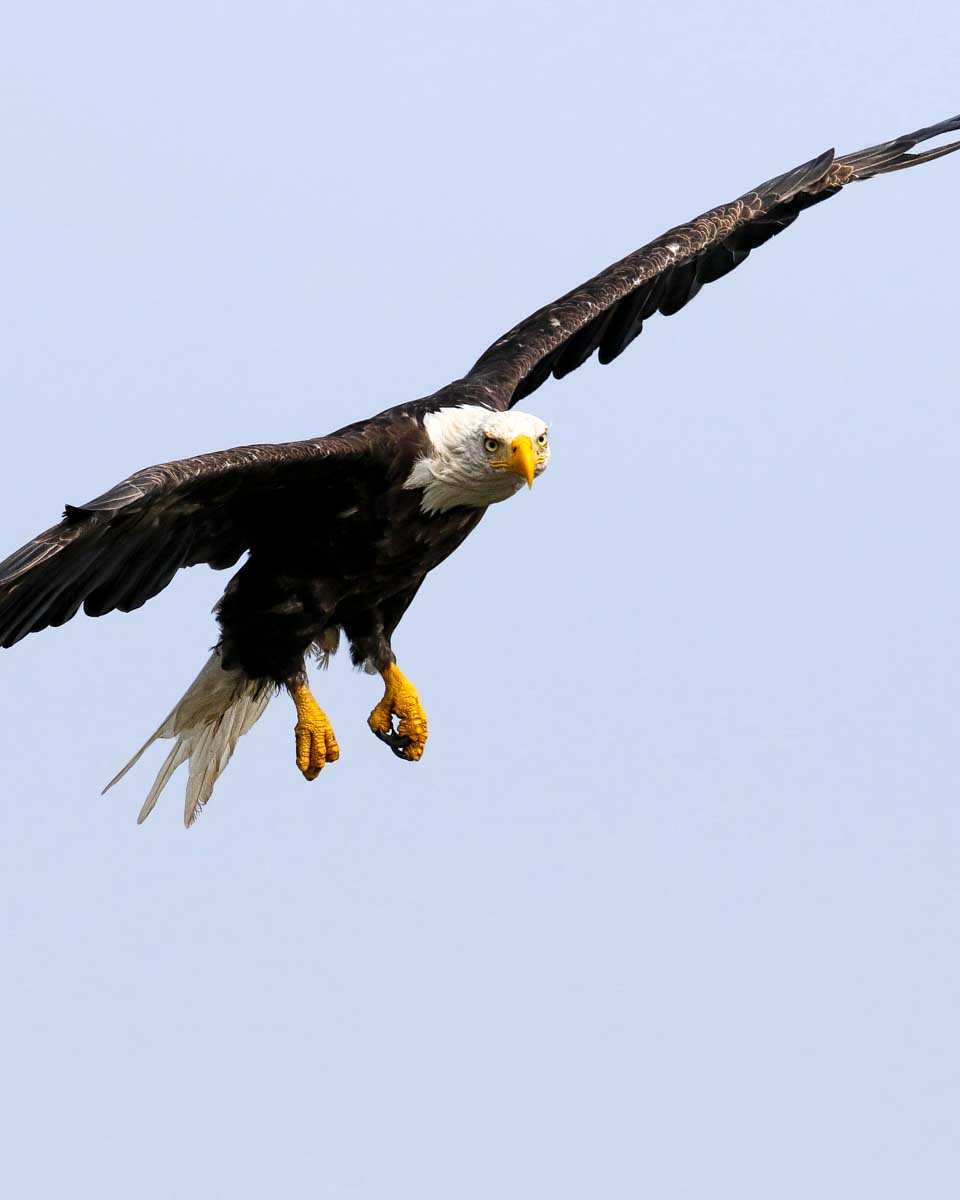 An eagle seen on a wildlife tour winter in Jasper AB Canada