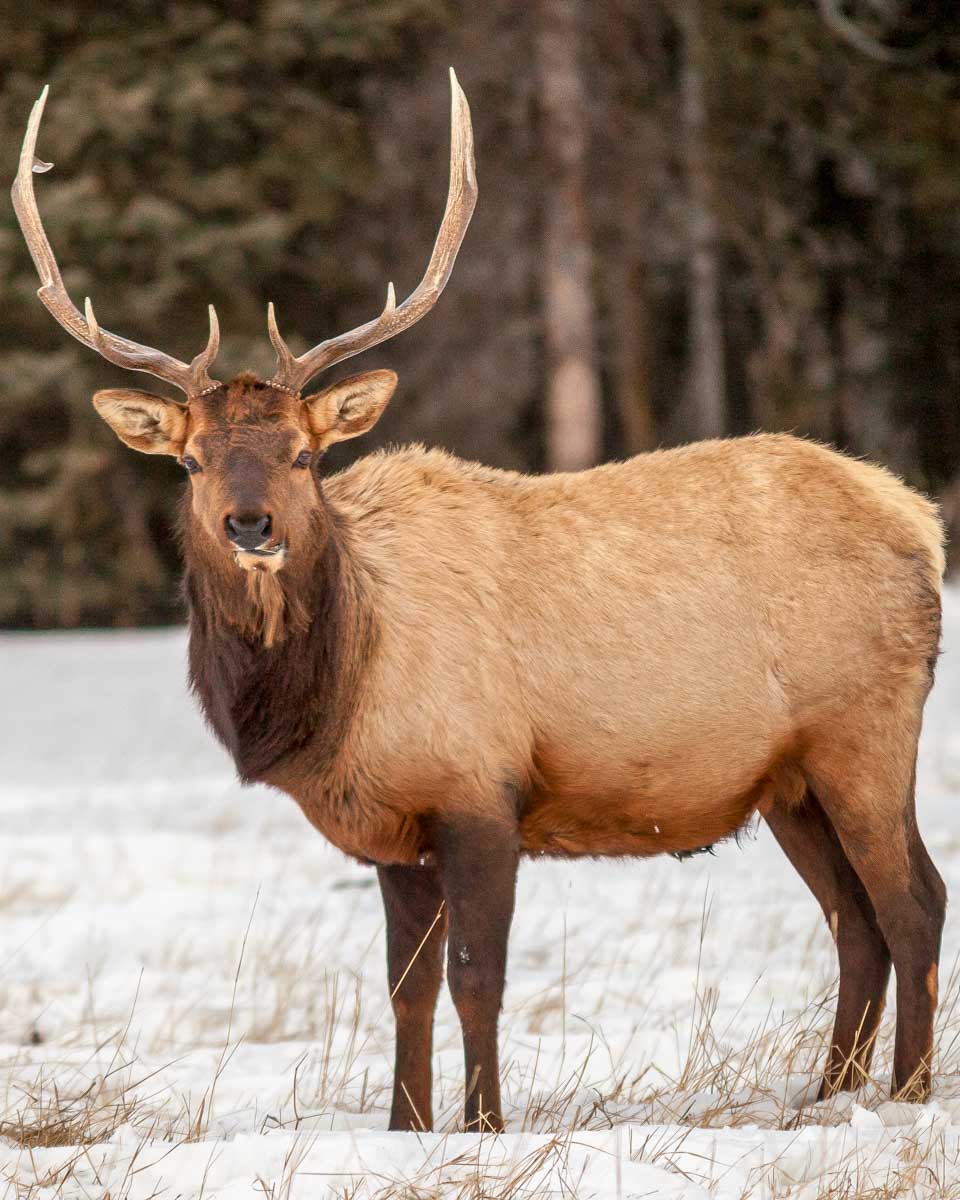 An-elk-seen-on-a-wildlife-tour-winter-in-Lake Louise-AB-Canada
