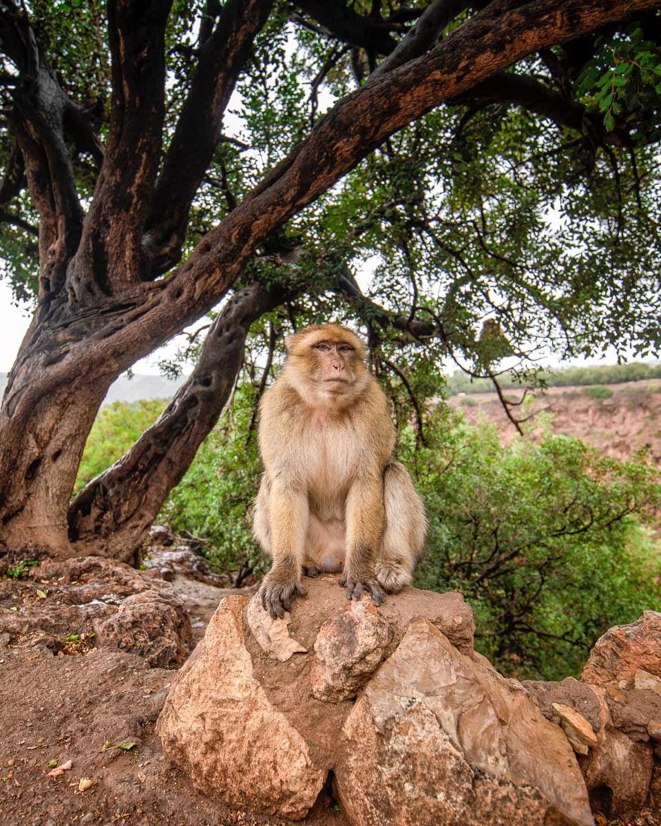 Barbary Macaque Monkey sitting in Azrou on a tour from Fez Morocco