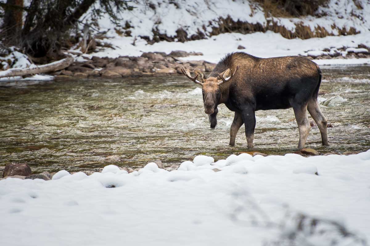 Bull moose in national park, Jasper, AB Canada