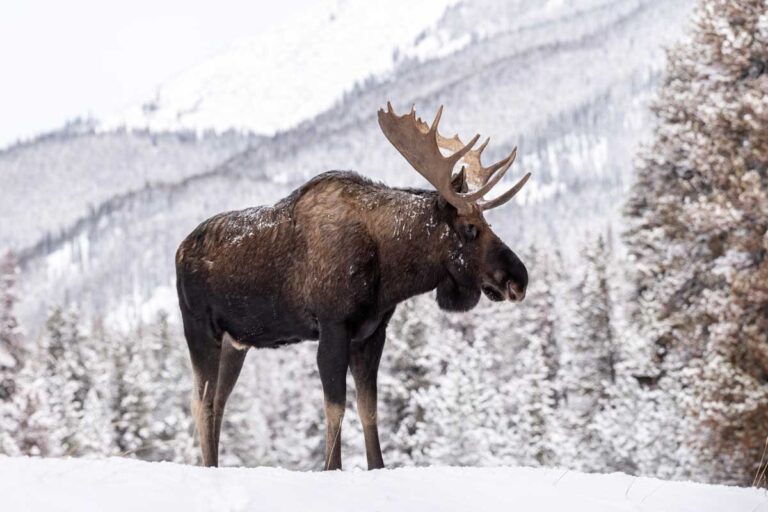 Moose in Snow in Jasper Canada in winter