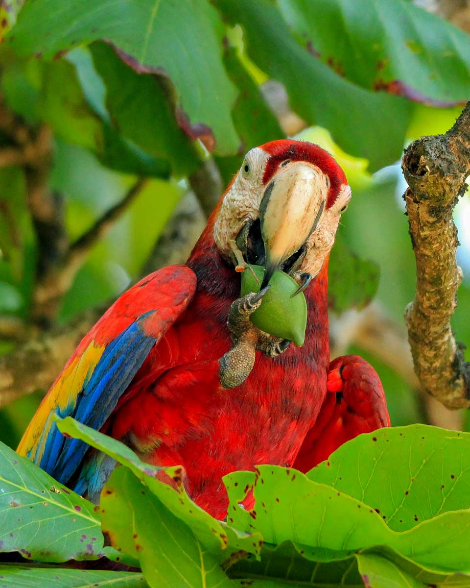 A parrot at Xcaret Park near Cancun Mexico