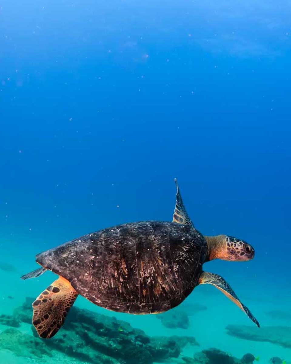 A-turtle-swims-past-while-scuba-diving-in-Puerto-Rico