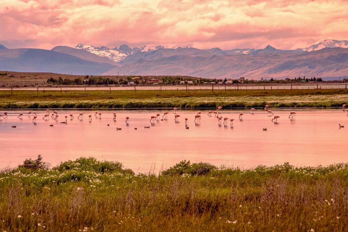 Laguna Nimez seen near El Calafate Argentina