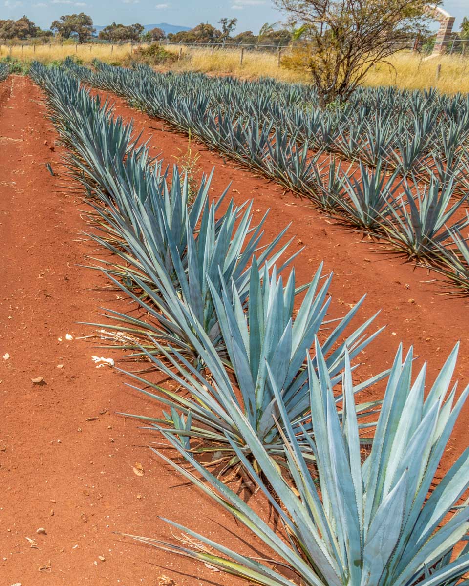 A-row-of-Blue-Agave-seen on an atv tour in Mazatlan Mexico