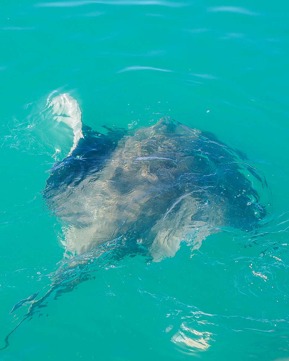 A-stingray-in-the-water-seen-on-a-tour-in Belize