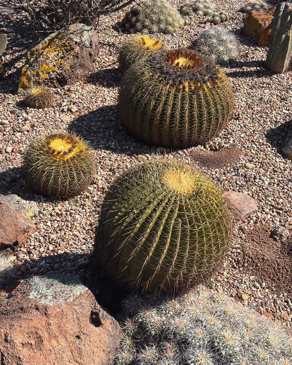 JardÃn Botánico El Charco del Ingenio in San Miguel de Allende Mexico 1